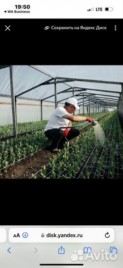 Работник в теплицу