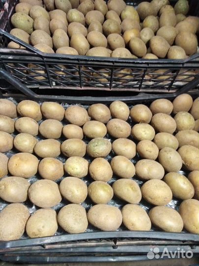 Продам семенной картофель