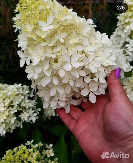 Гортензия метельчатая Фантом