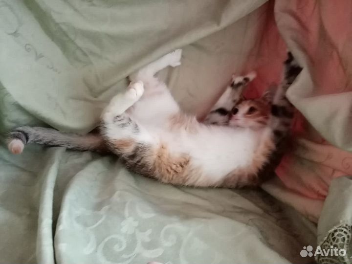 Трёхцветный котенок в добрые руки