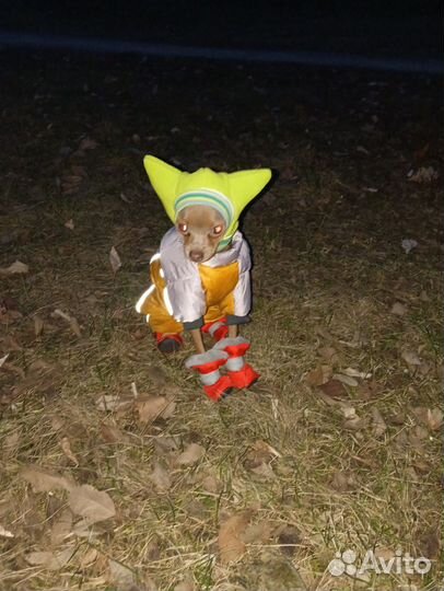 Русский той-терьер