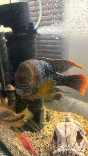 Акара бирюзовая