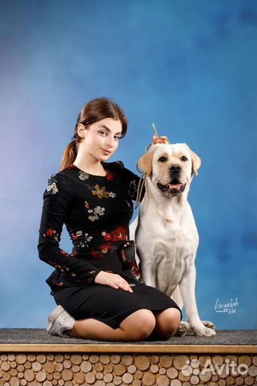 Кинолог. Хендлер. Выезд на дом