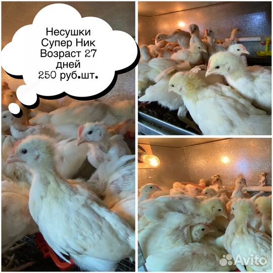 Цыплята суточные,подрощ.доминант,бройлер, несушки