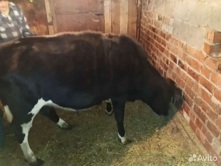 Бычки и телята