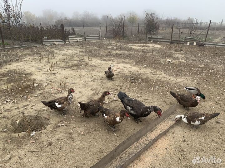 Мускусные утки