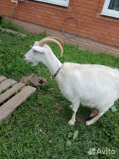 Козы дойные и козлята