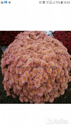 Мультифлора