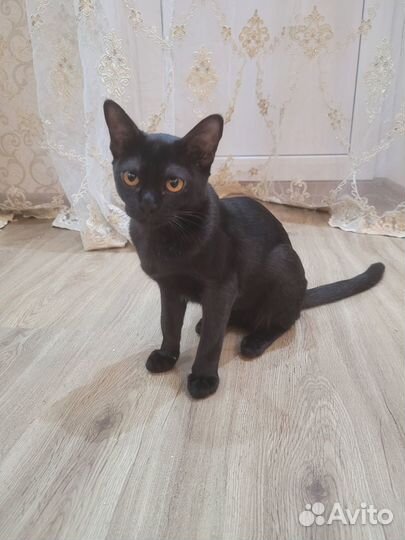 Бурманская кошечка