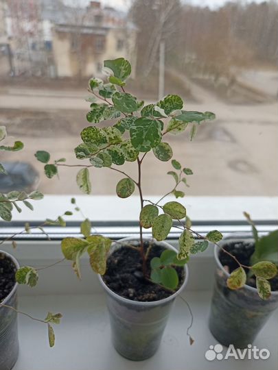 Брейния снежная