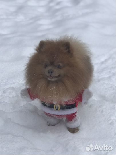 Домашние животные собаки