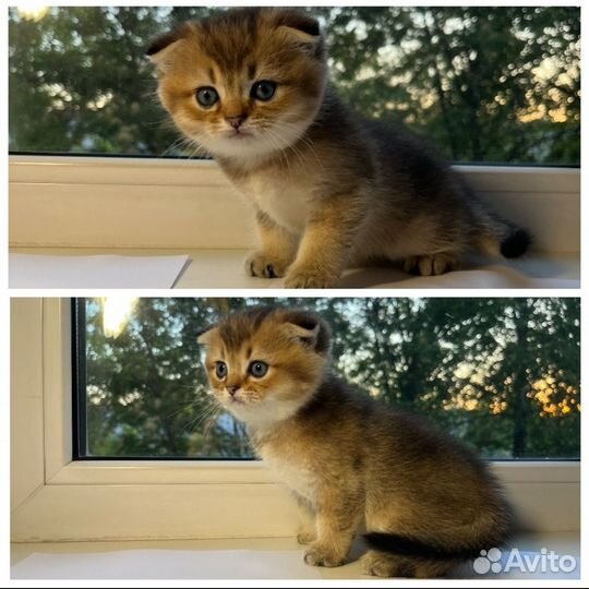Шотландские котята