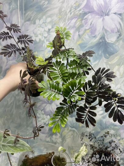 Solanum uleanum green