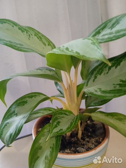 Аглаонема Сильвер Бэй