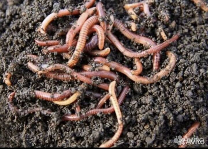 Червь для рыбалки Кудрово