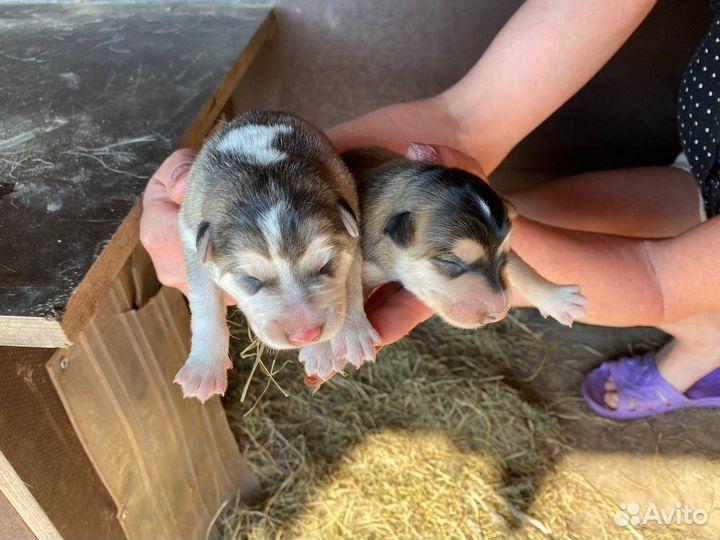 Восточноевропейская овчарка