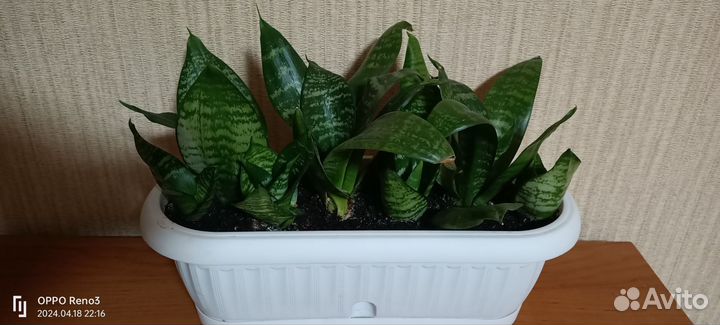 Сансевиерия низкорослая