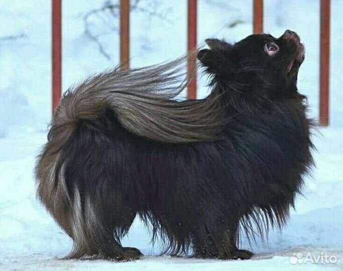 Щенки чихуахуа