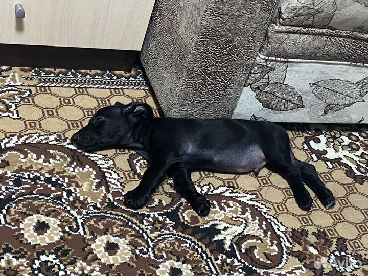 Щенок такса