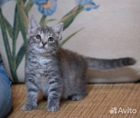 Малышка Нэнси(4мес.) ждёт свою семью