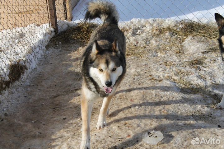 Метис лайки в дар