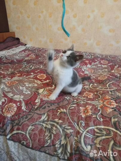 Котенок мальчик бесплатно