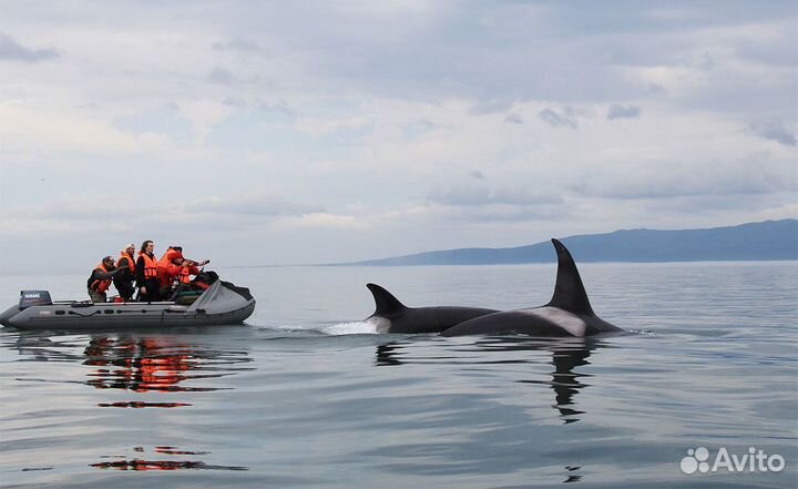 Тур в Териберку +поиск китов