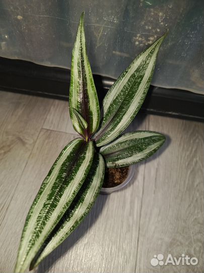 Дихозандра, сингониум яичница, фикус виллоза