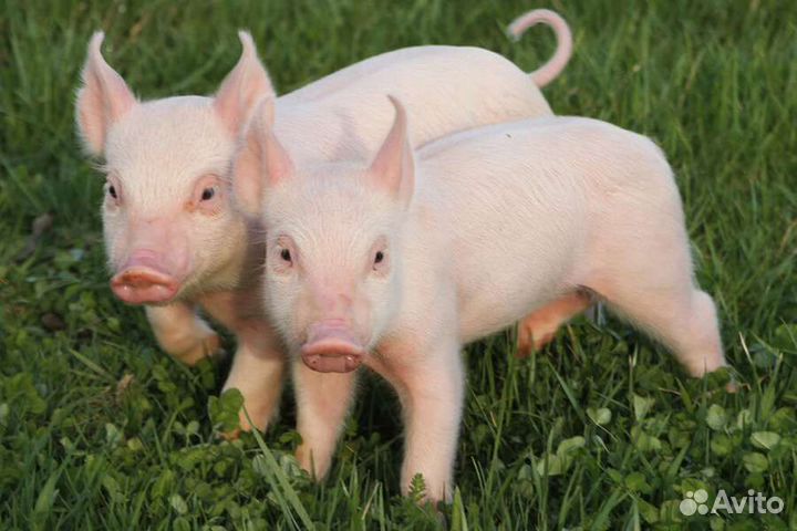 Поросенок ландрас