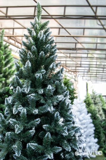 Ель заснеженная 210