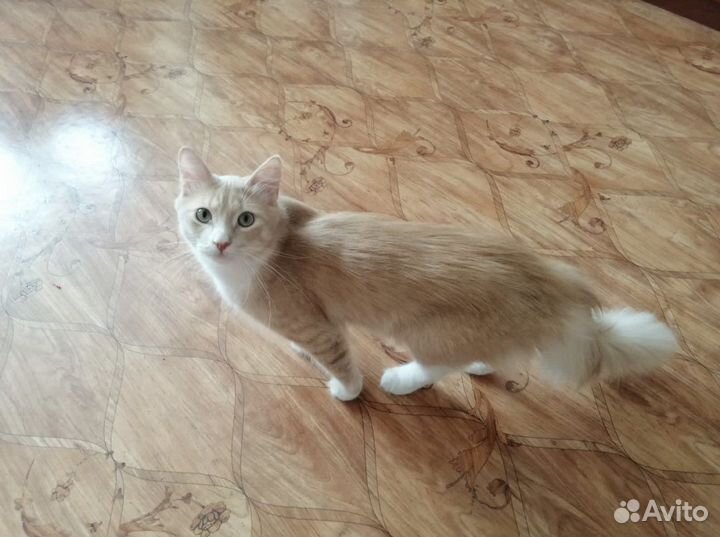 Кот Маркиз в добрые руки