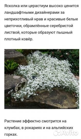 Ясколка (почвопокровник)