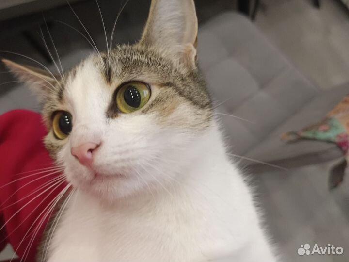Кошка бесплатно