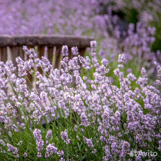 Декоративные Злаки Луки и другое