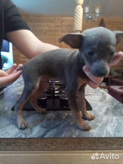 Мини той-терьер