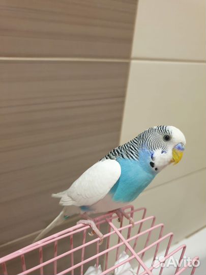 Волнистый попугай самец