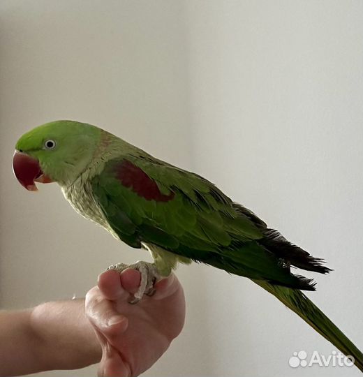 Александрийский попугай самец