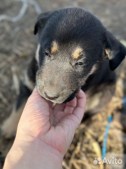 Щенок помесь лабрадора