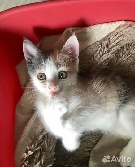 Ласковая малышка в добрые руки