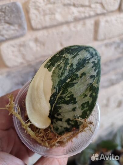 Сциндапсус Mayari