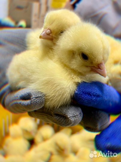 Бройлер суточный Кобб 500 и Росс 308 в Тарасовском