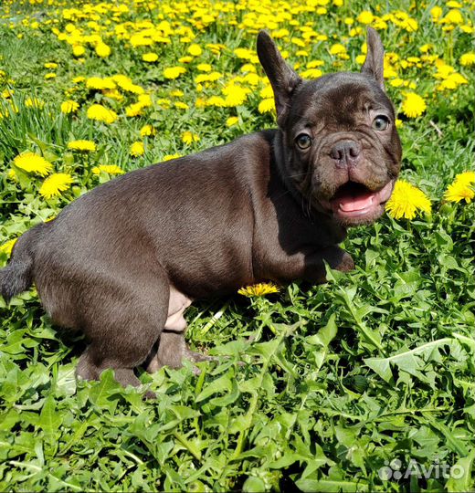 Сладкие булочки шоколадки, лиловые, голубые