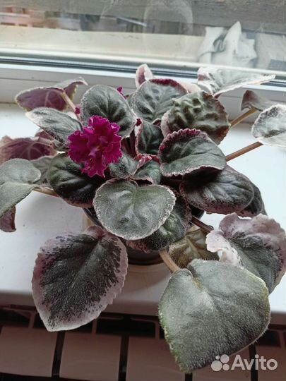 Комнатные растения, взрослые и саженцы