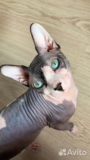 Канадский сфинкс