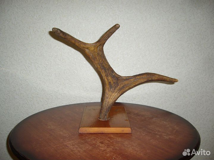 Рога лося лакированные подарочные отличные