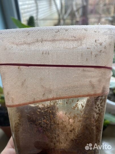 Мушка дрозофила