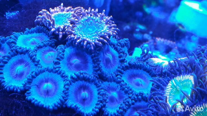 Кораллы актиния палитоя монтипора морской аквариум