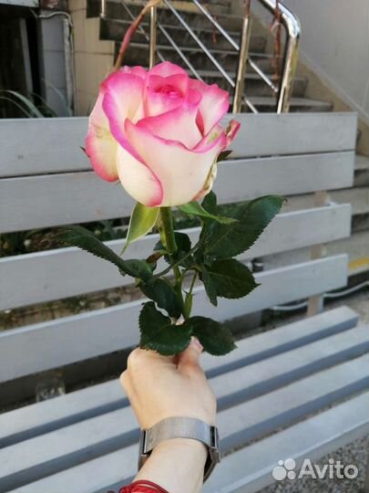 Цветы розы с доставкой