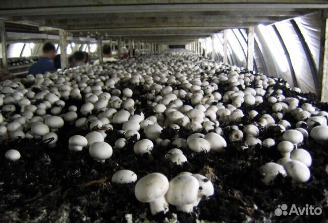 Система для выращивания грибов / система туман