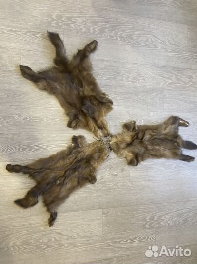 Шкурки соболя